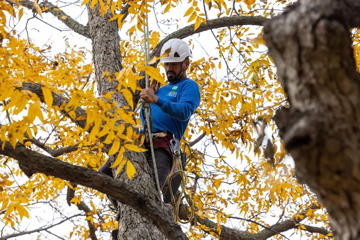 Skilled Tree Trimming crew working in Saint Matthews